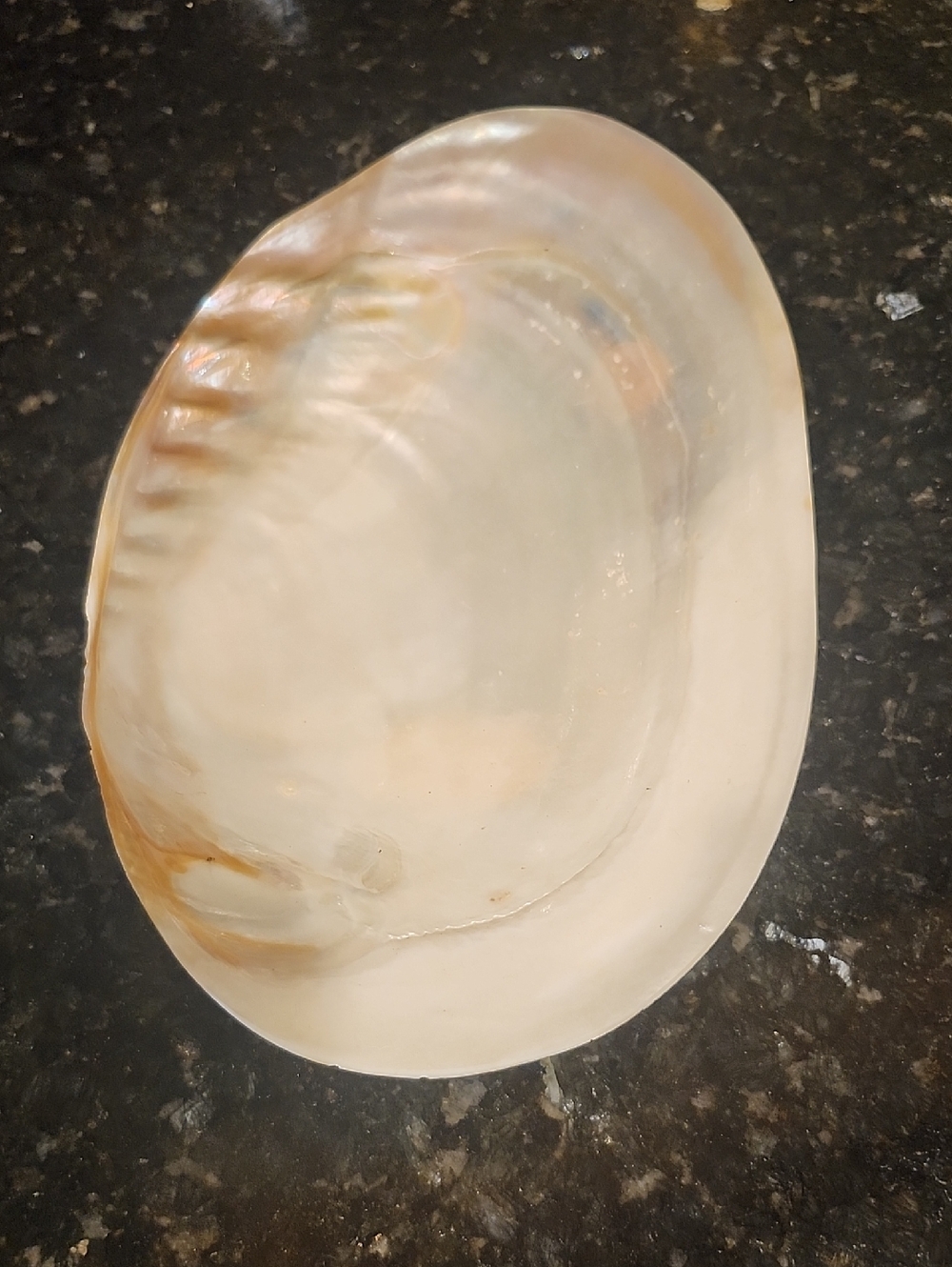 Natural Abalone Shell Decorative Dish - Iridescent White and Cream